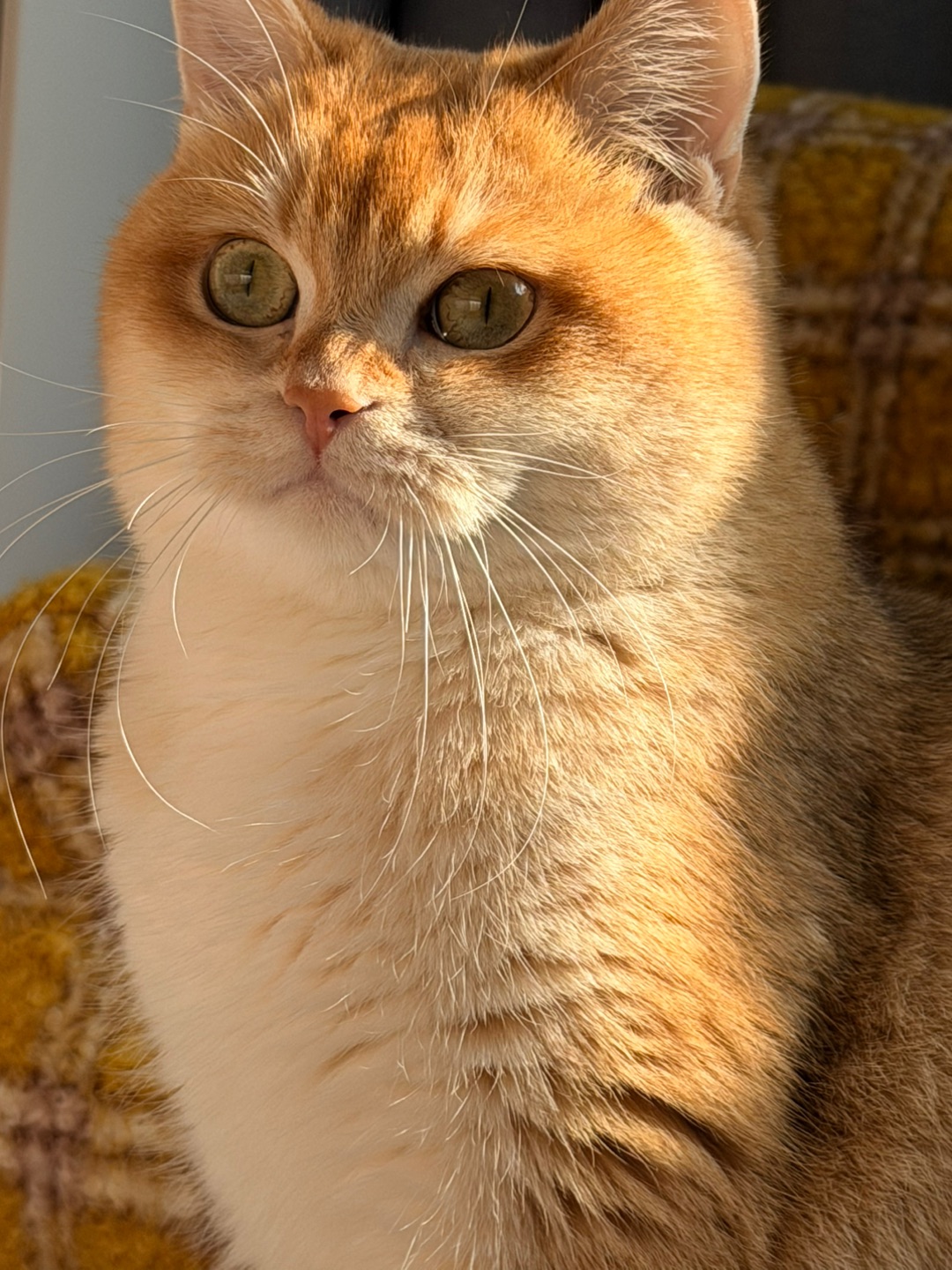 敦实的我，敦实的小眼神，都不要惹我哦🫣