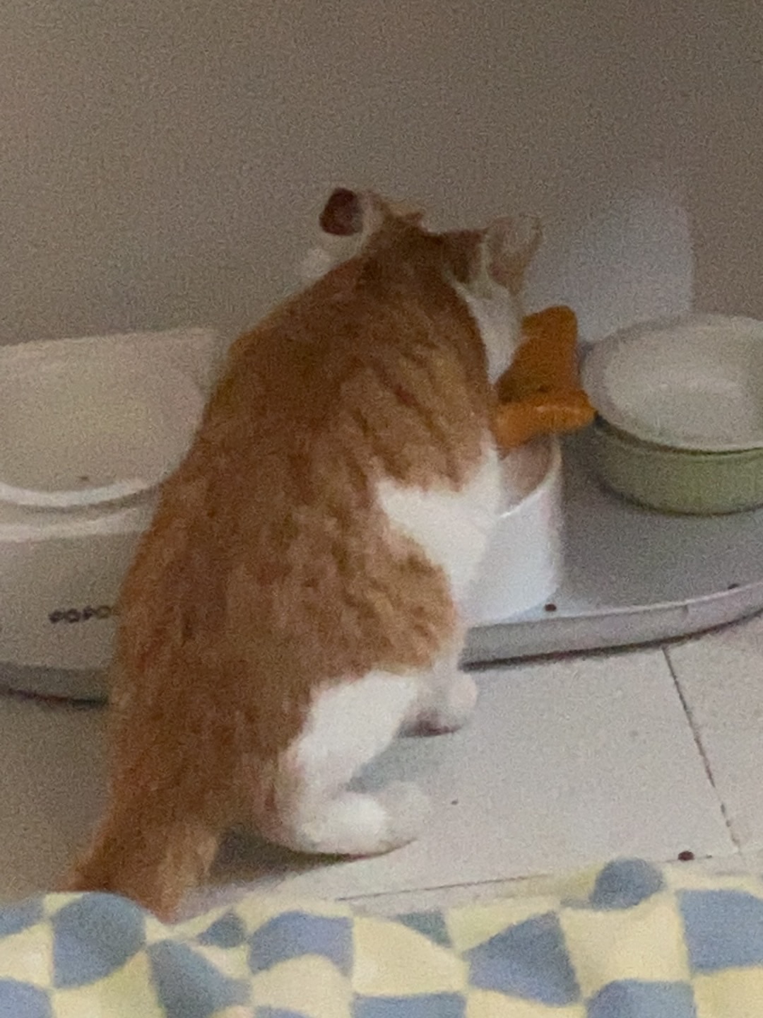 11.27 哪来的野生猫咪刷新在家里