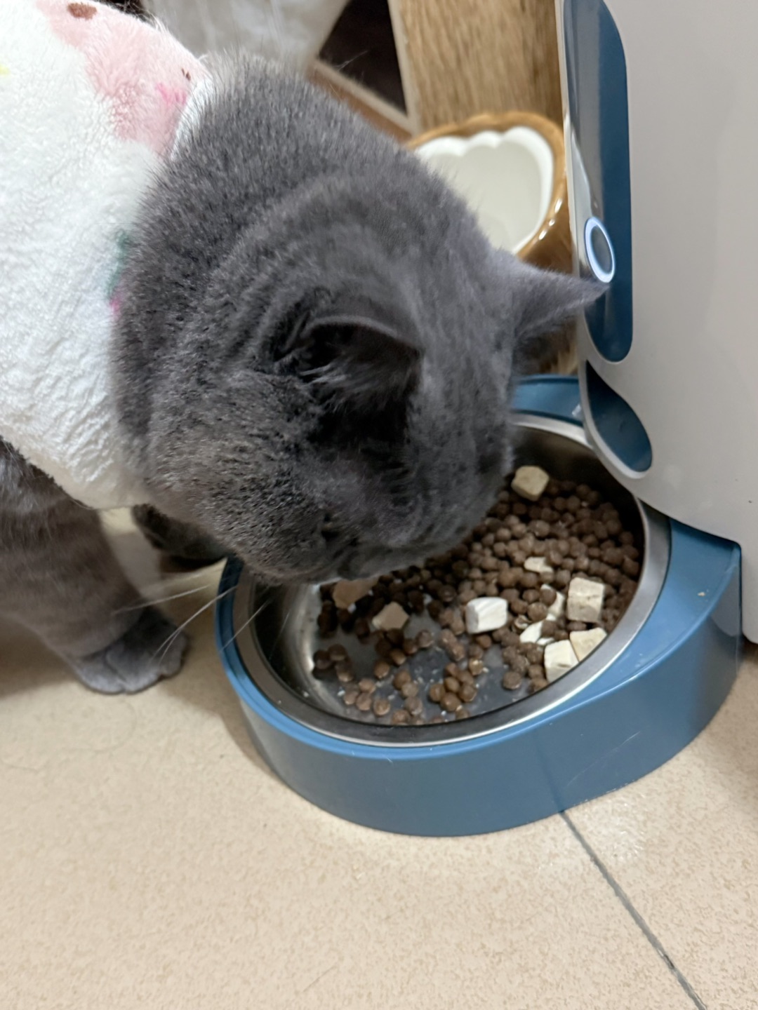 两只猫的干饭魂