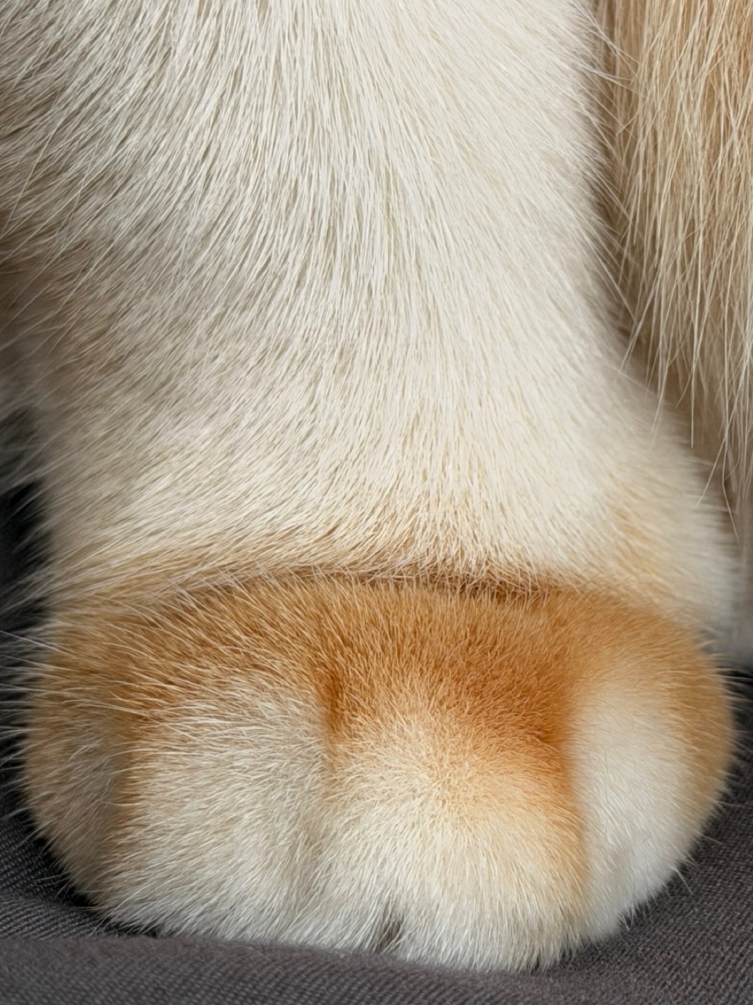 我有像山竹一样的jiojio