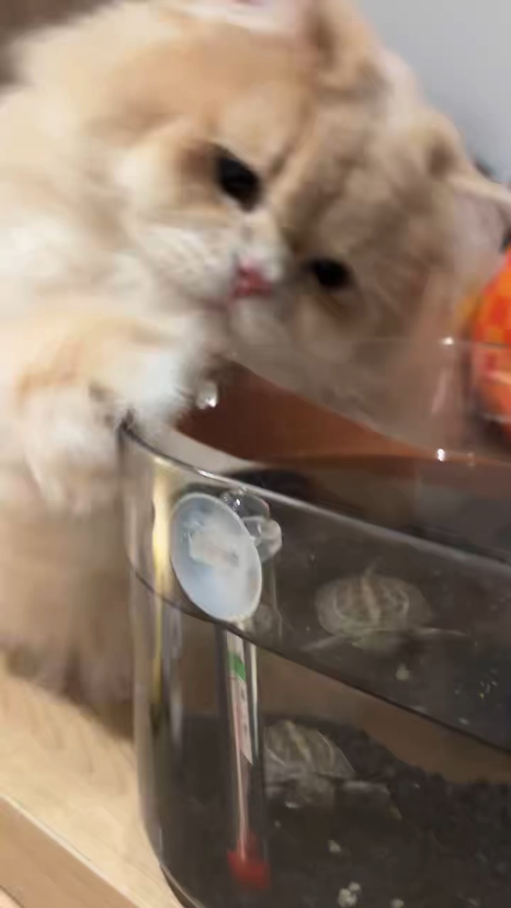 企图吃上小鱼自助