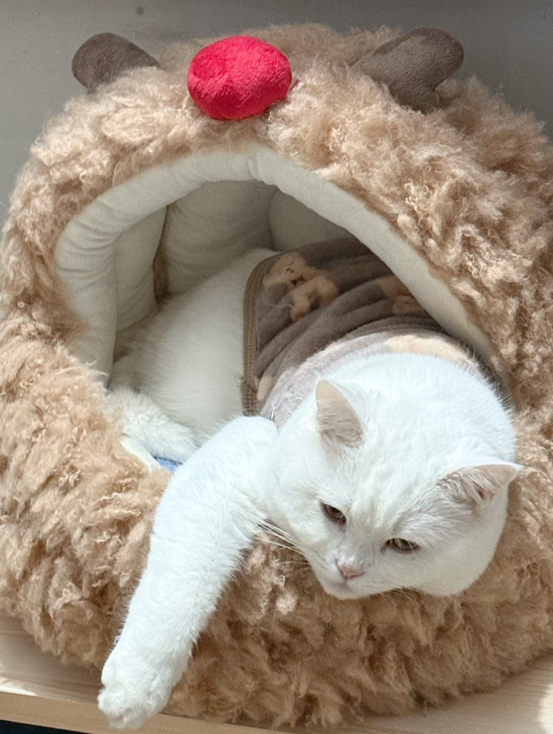 🦌圣诞小鹿窝的摆烂喵