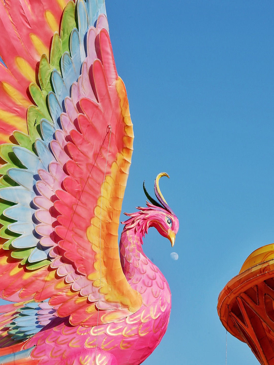 冬日暖阳丨南方的初冬“菊”意盎然