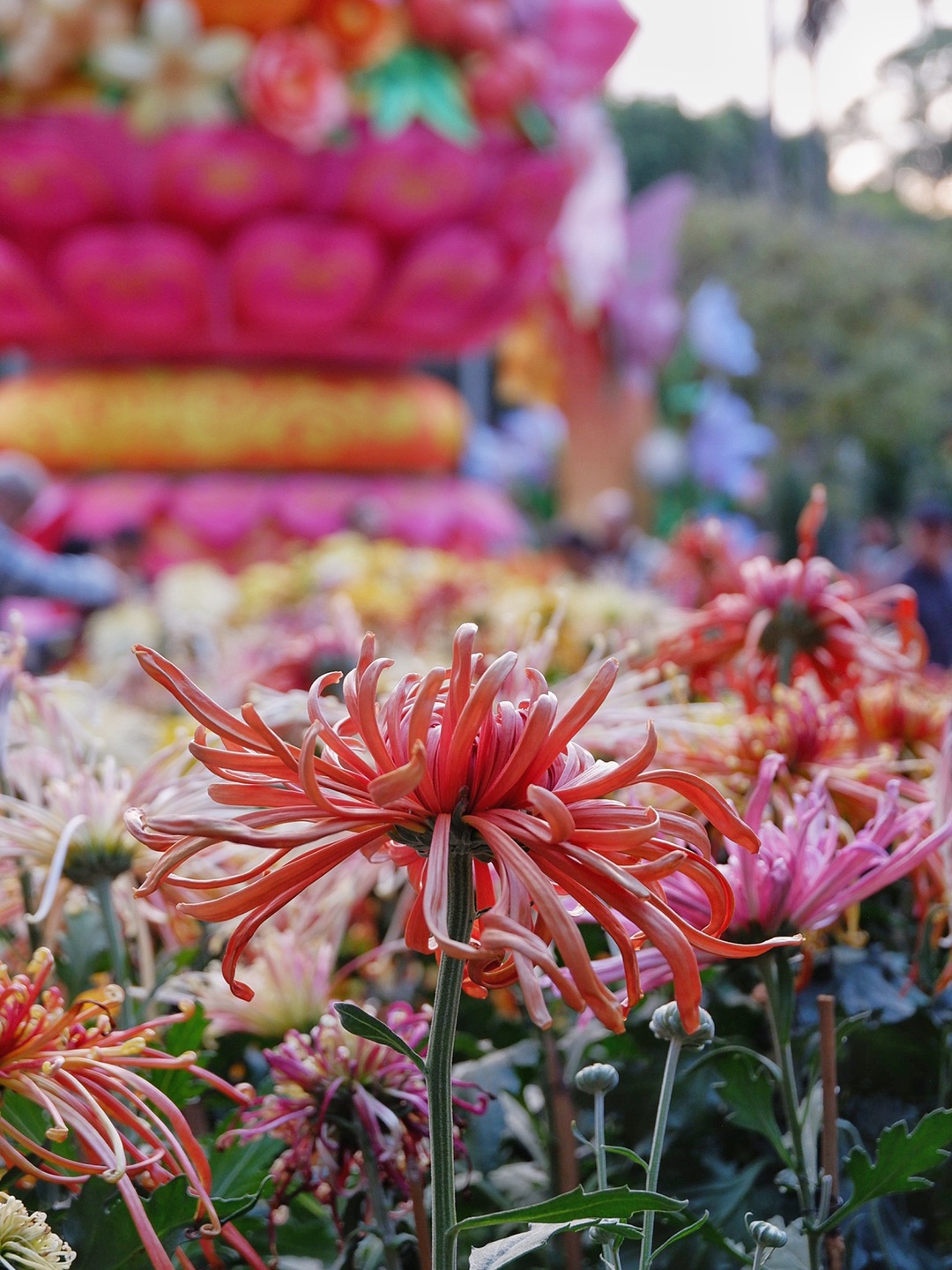 广州菊展｜1953~2025第66届羊城菊会