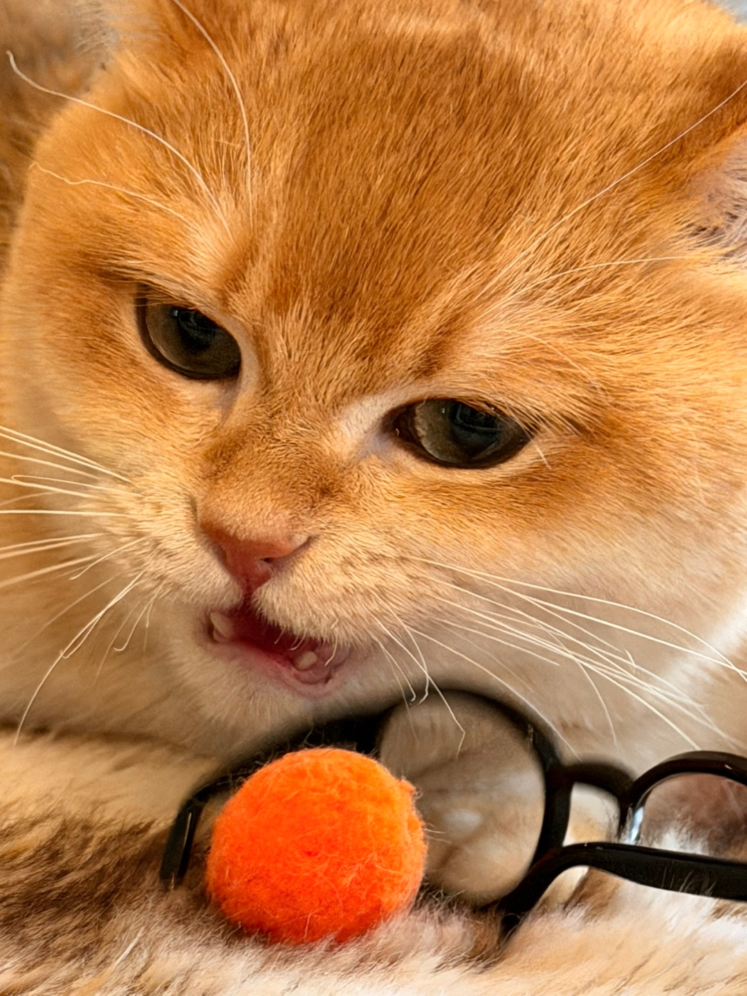 这个橙色小球就是我的新宠，谁抢跟谁急😾