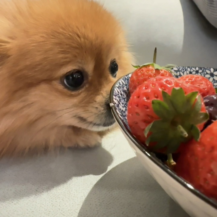 🥸:爸爸可以吃颗草莓吗 🐶:你说呢