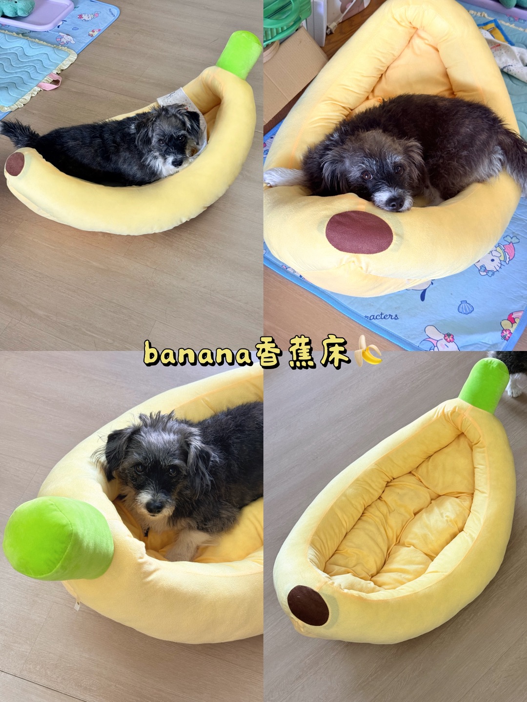 没有小狗会拒绝香蕉船吧