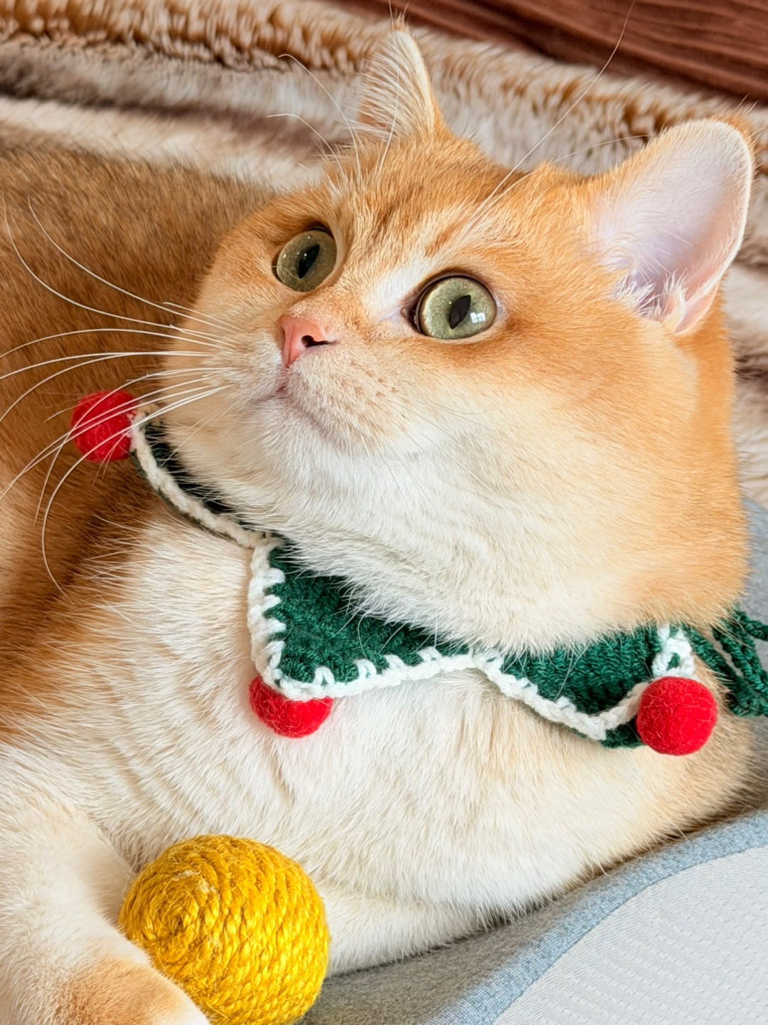 圣诞老爷爷快看看我，用毛线球换罐罐行不行🫣🫣