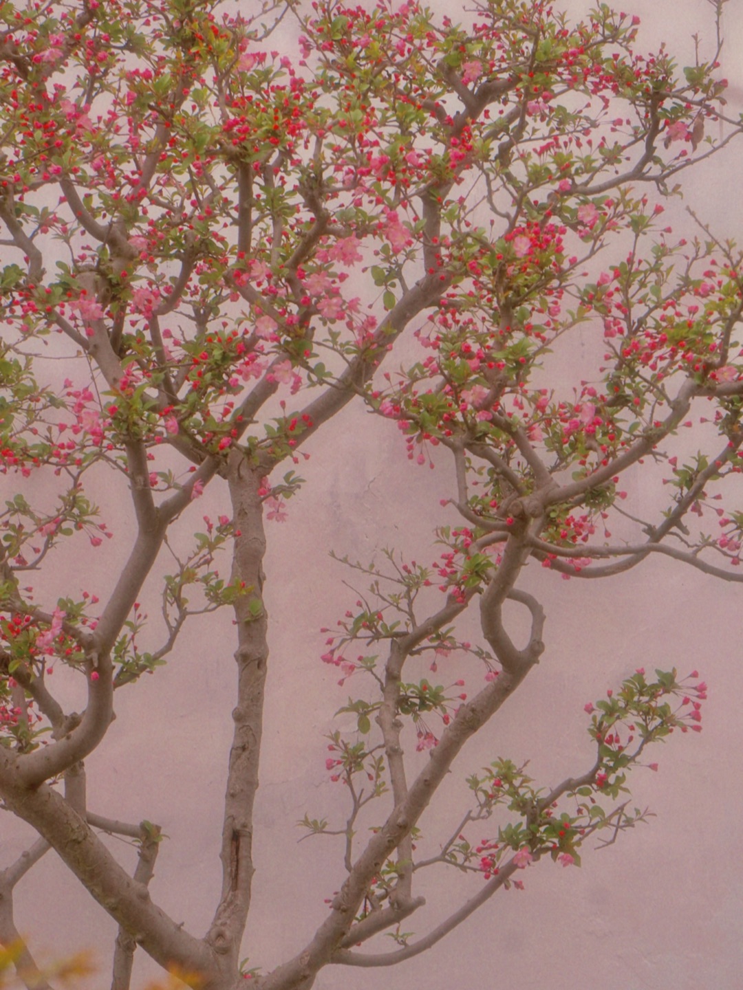 我好像看见了古画的海棠花