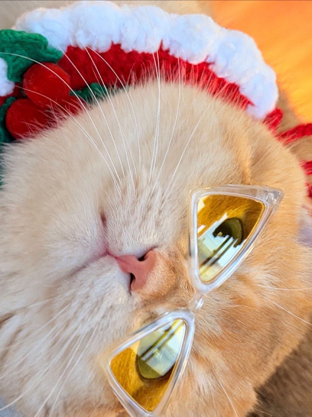 🔥谁说猫不能有自己的朋友圈❗️