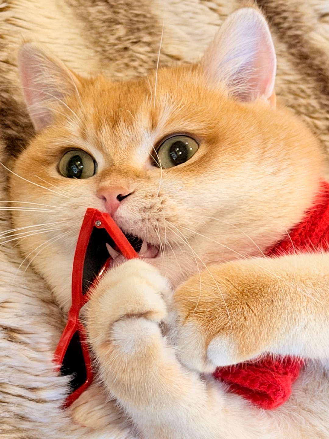 爪子一抬，财运自来！😎