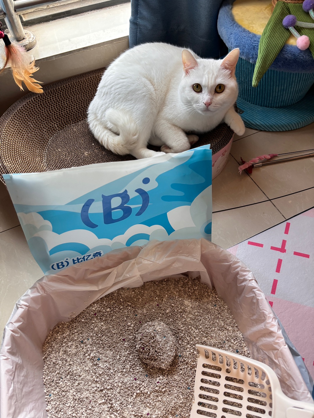 1.19木薯混合猫砂我选比亿奇