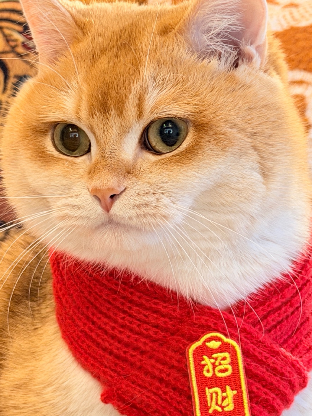 🧣“别问，问就是天生招财体质！”