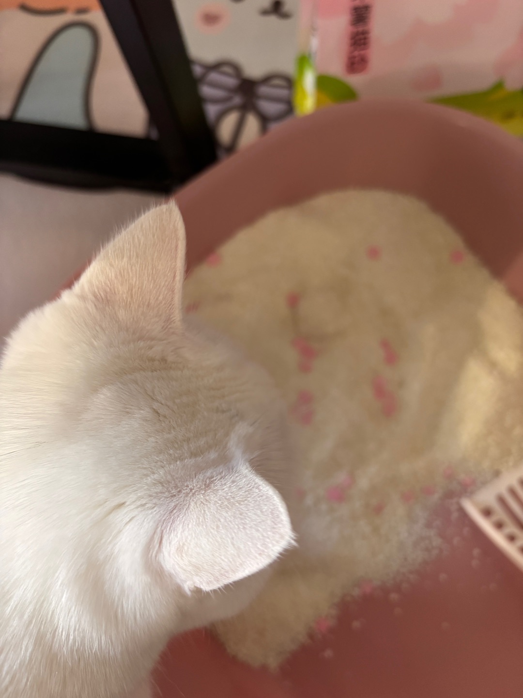 1.16樱花木薯猫砂