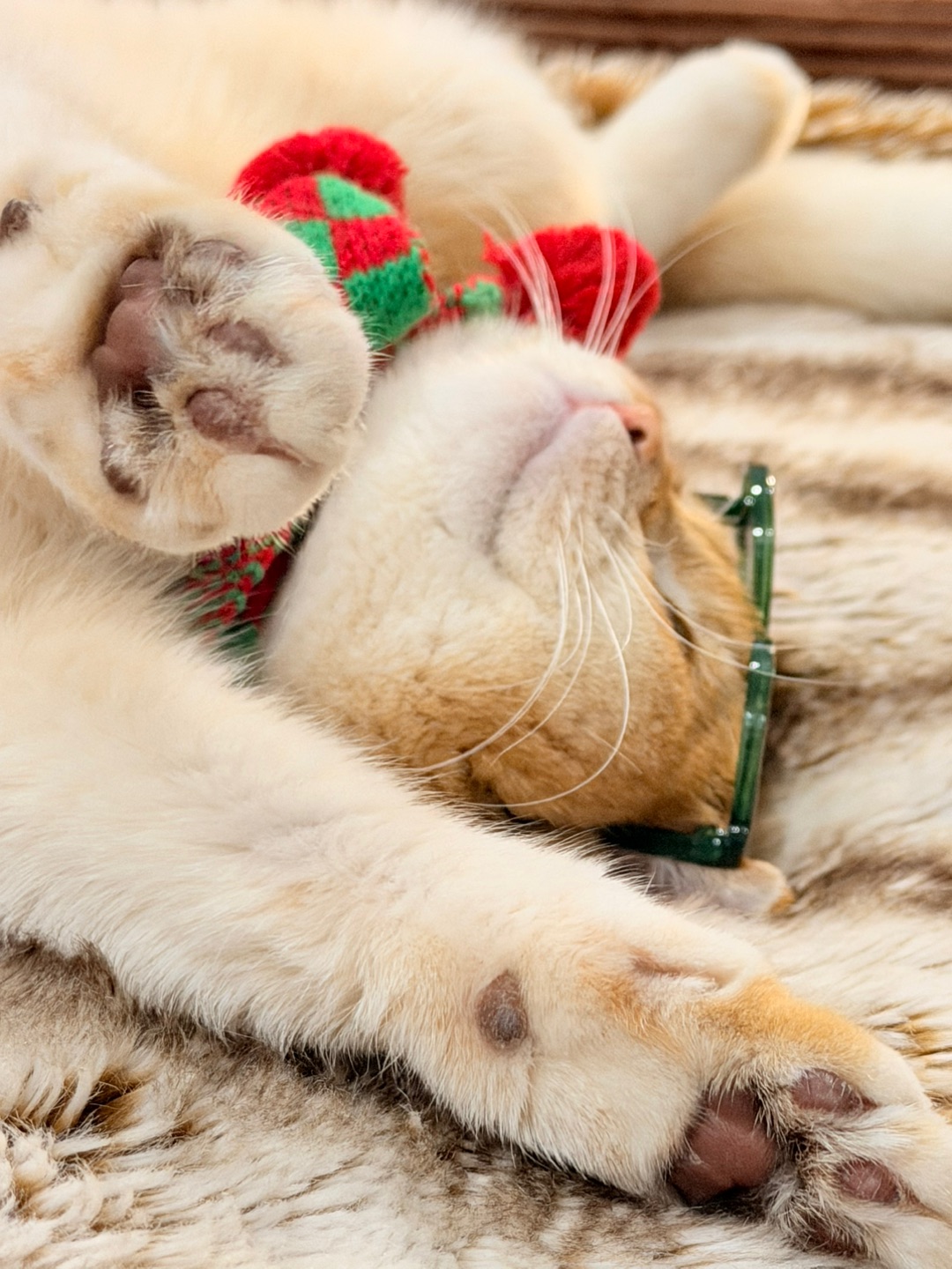 解锁了年度☝️最佳睡姿——“四脚朝天式躺赢”