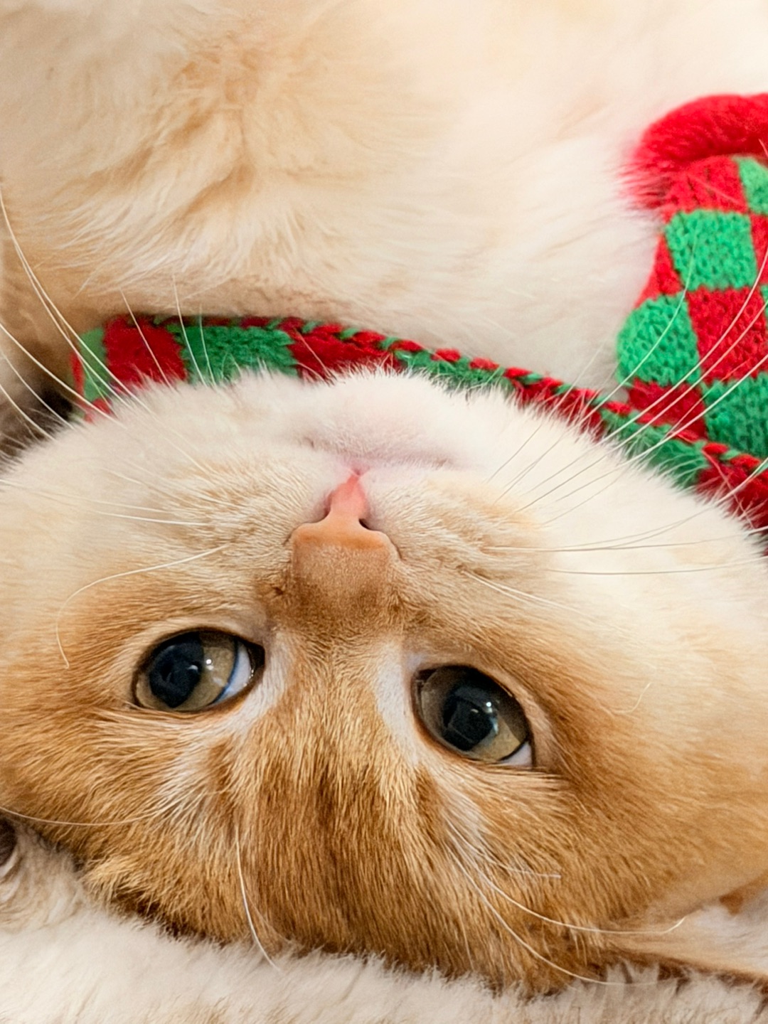 🧡我可是“人间小毛毯”