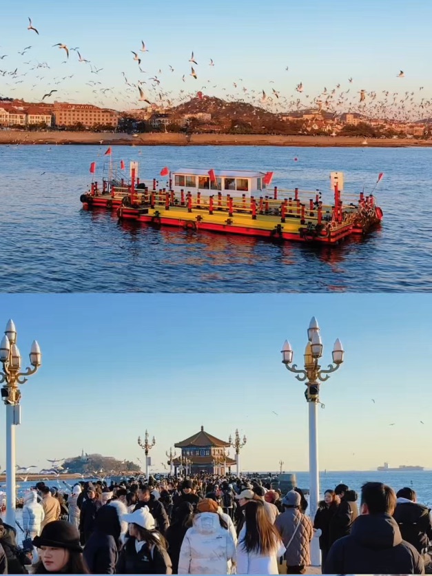 青岛限定浪漫！海鸥季，邂逅西伯利亚的白色精灵