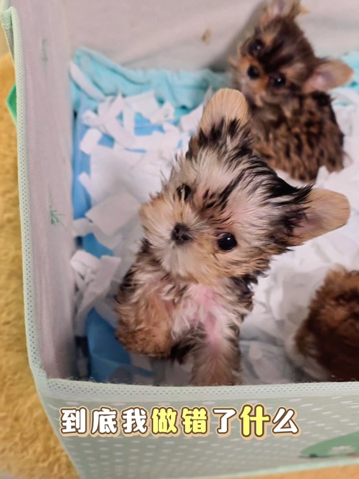 有小狗陪伴的日子，连风都是甜的🍃