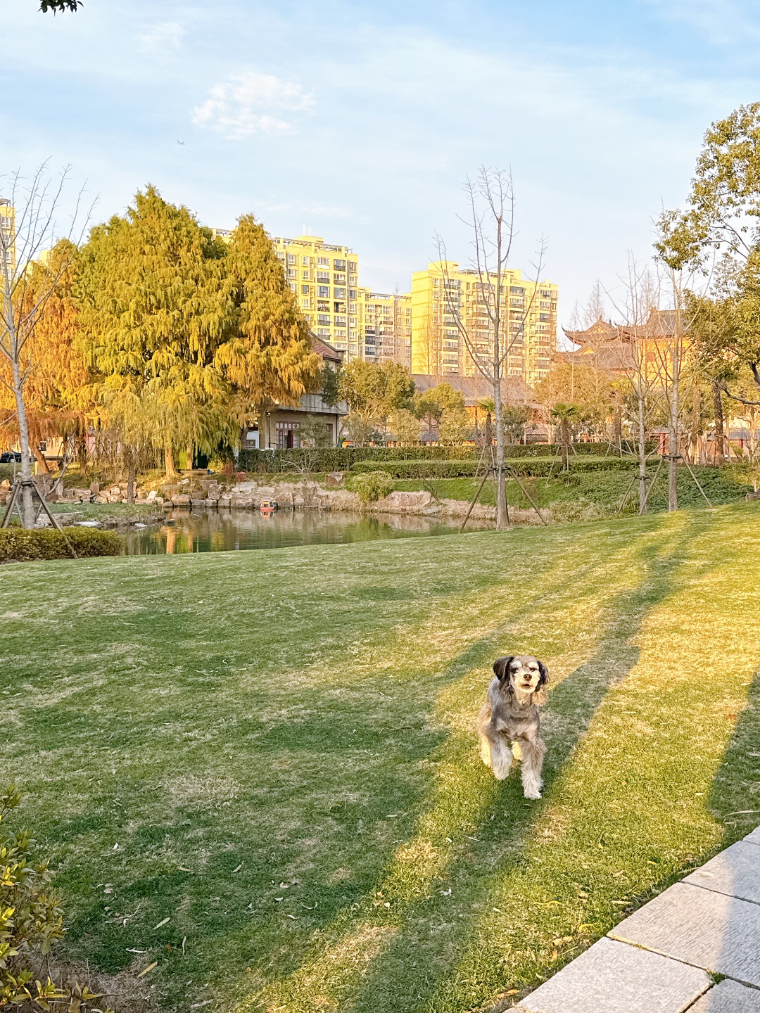 牡丹园的一尺花园真的是爪爪天堂🐾