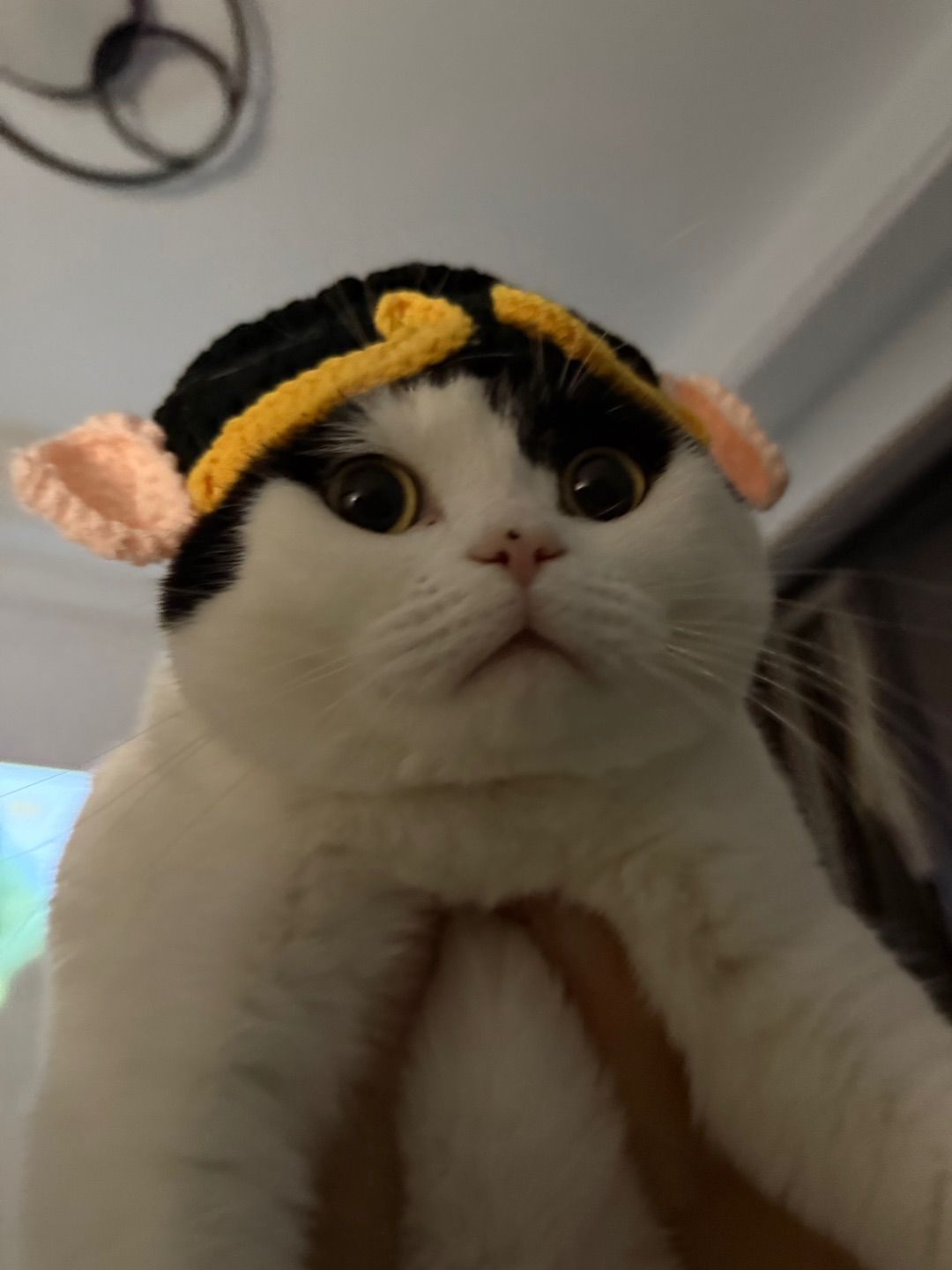 天上掉下个哈基米