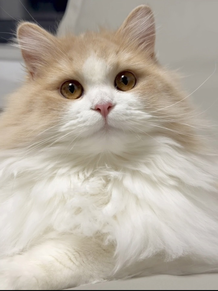 1.12 就这个冷脸萌