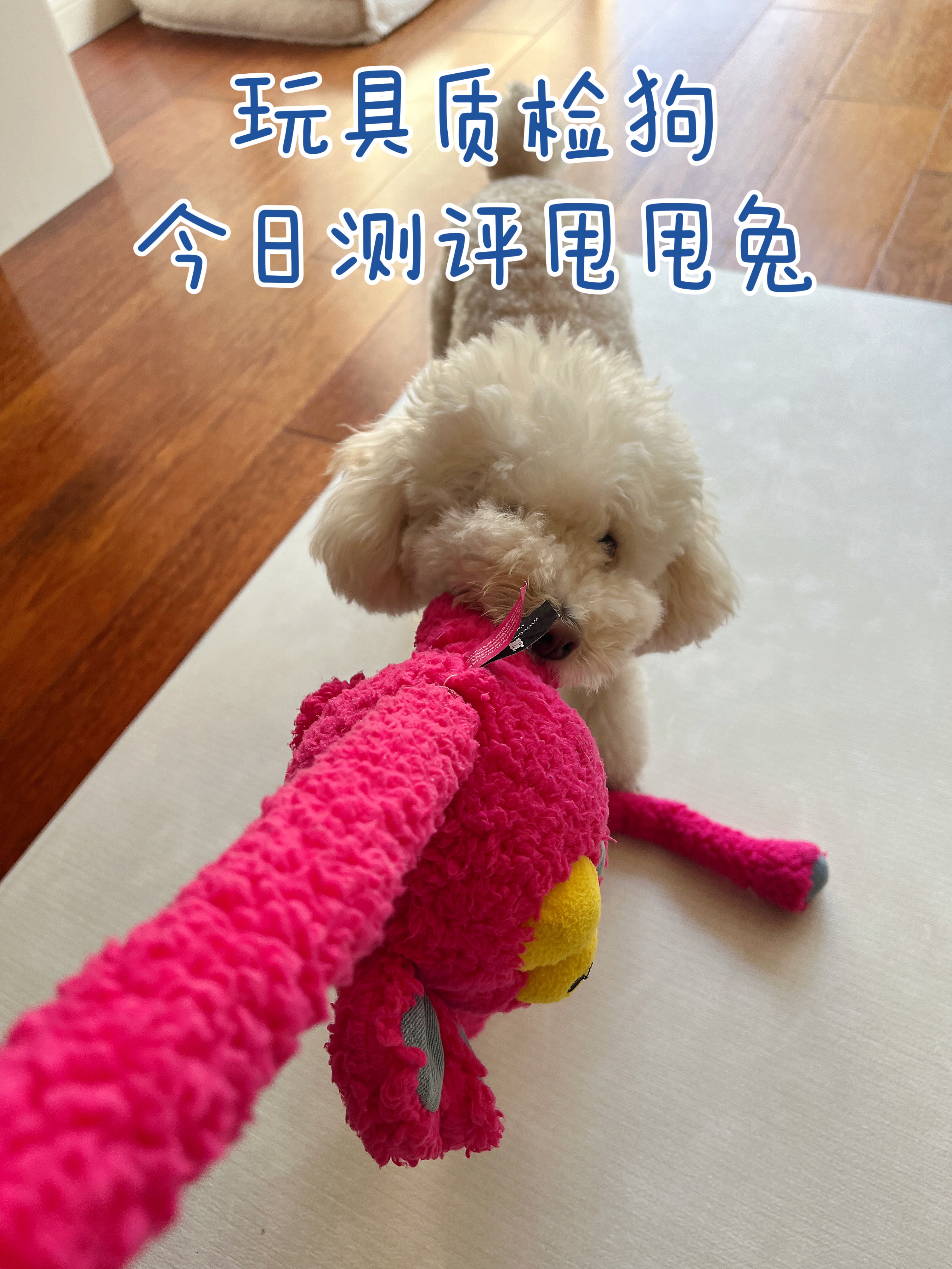 玩具质检狗🐩今日测评甩甩兔🐰