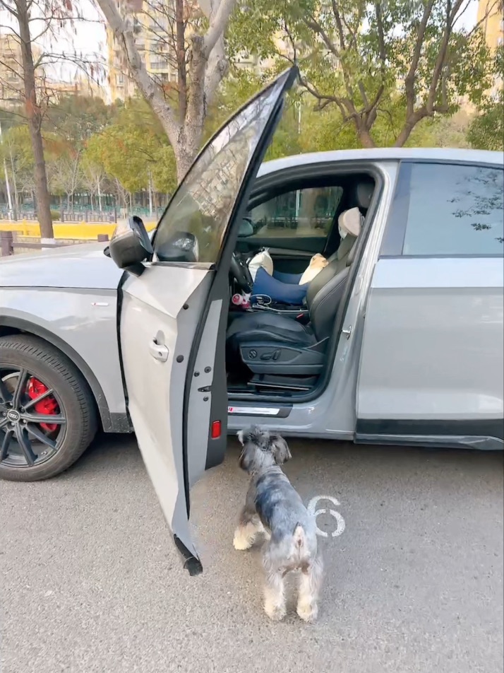 出门玩的时候就是小兔子狗