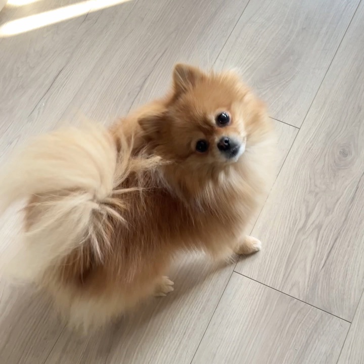 老师 我家子涵可以学探戈吗