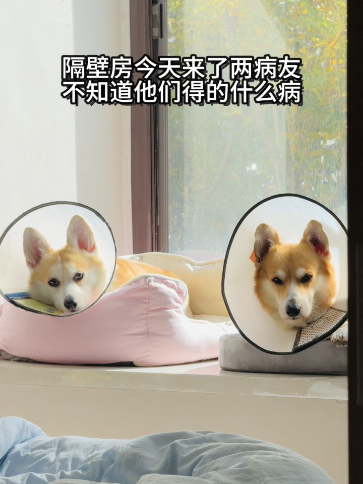 隔壁房来了两病友