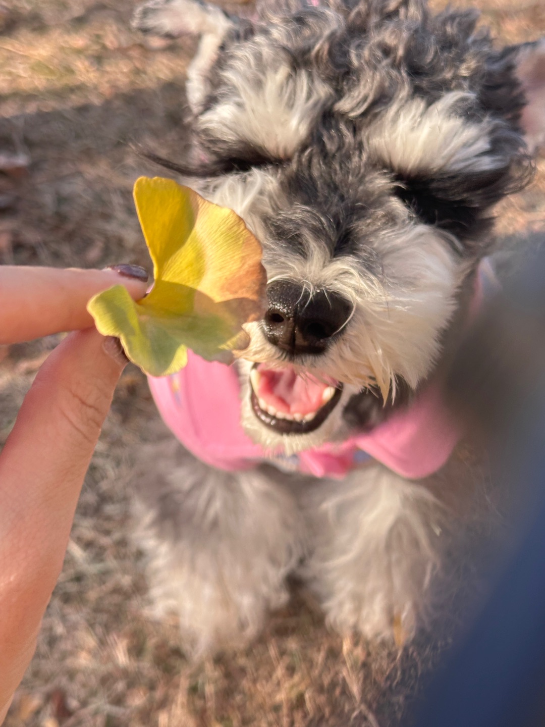 怀念一下短暂的秋天🍂