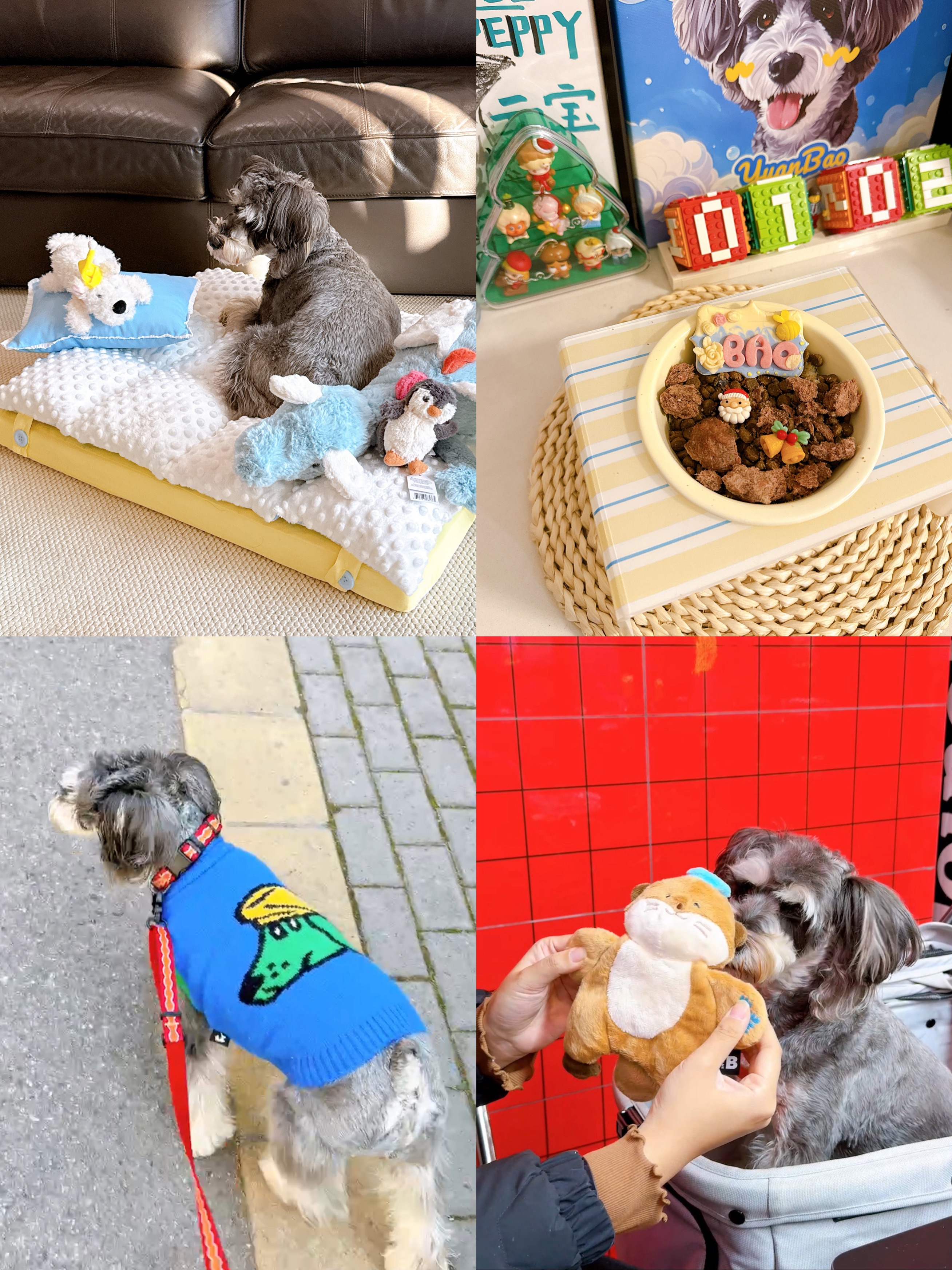 小狗过得日子那是顶顶好的👍🏻