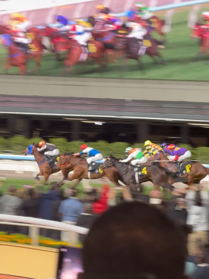 今天不看狗狗了，看小马🐎