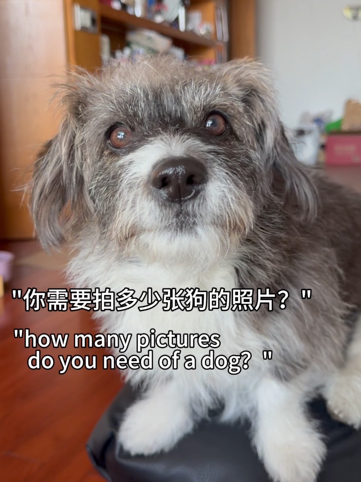 相册已被小狗填满