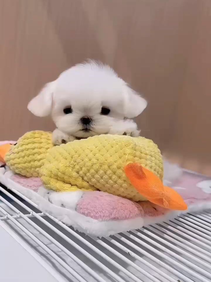 姨姨们集合📢快看看这是谁家的小可爱呀～