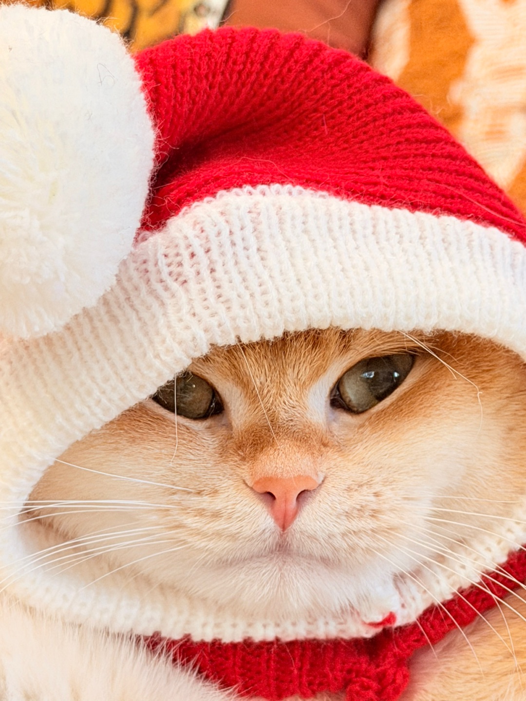 🤣红红火火恍恍惚惚，你接不接？