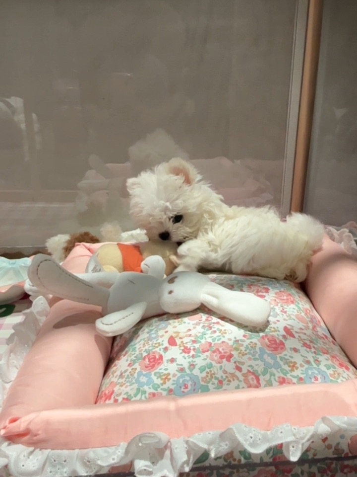 猜猜我们是什么小狗？