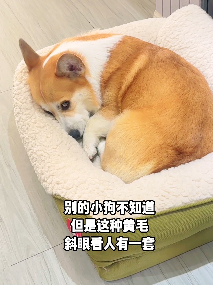 这种黄毛斜眼看人有一套👀