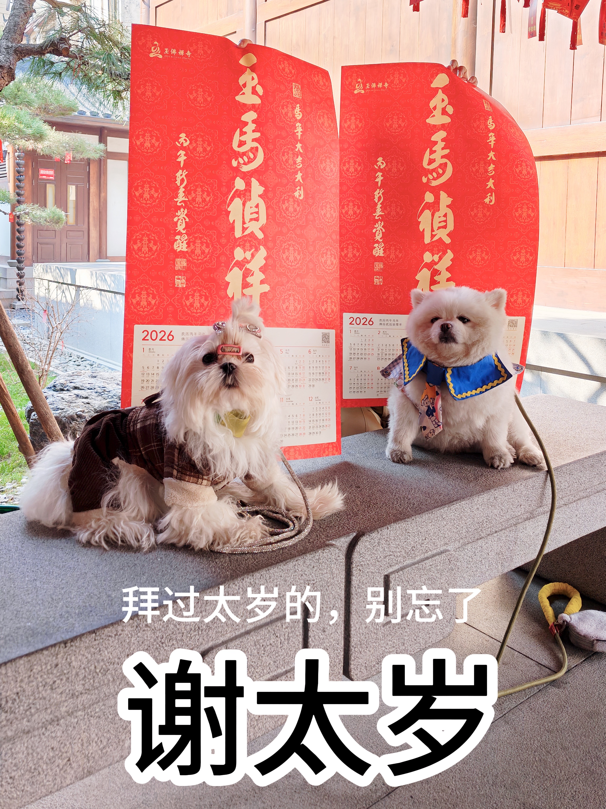 年前记得谢太岁