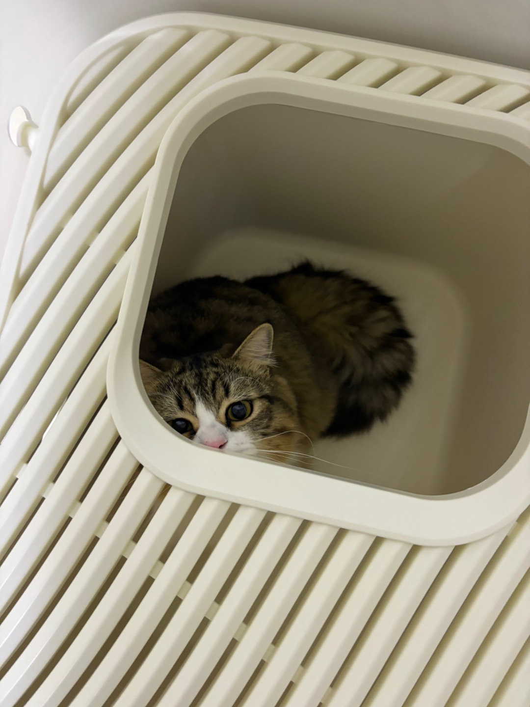 *\(๑• ₃ •๑)ヽ(^0^)ノ(^-^)/( ´ ▽ ` )ノ