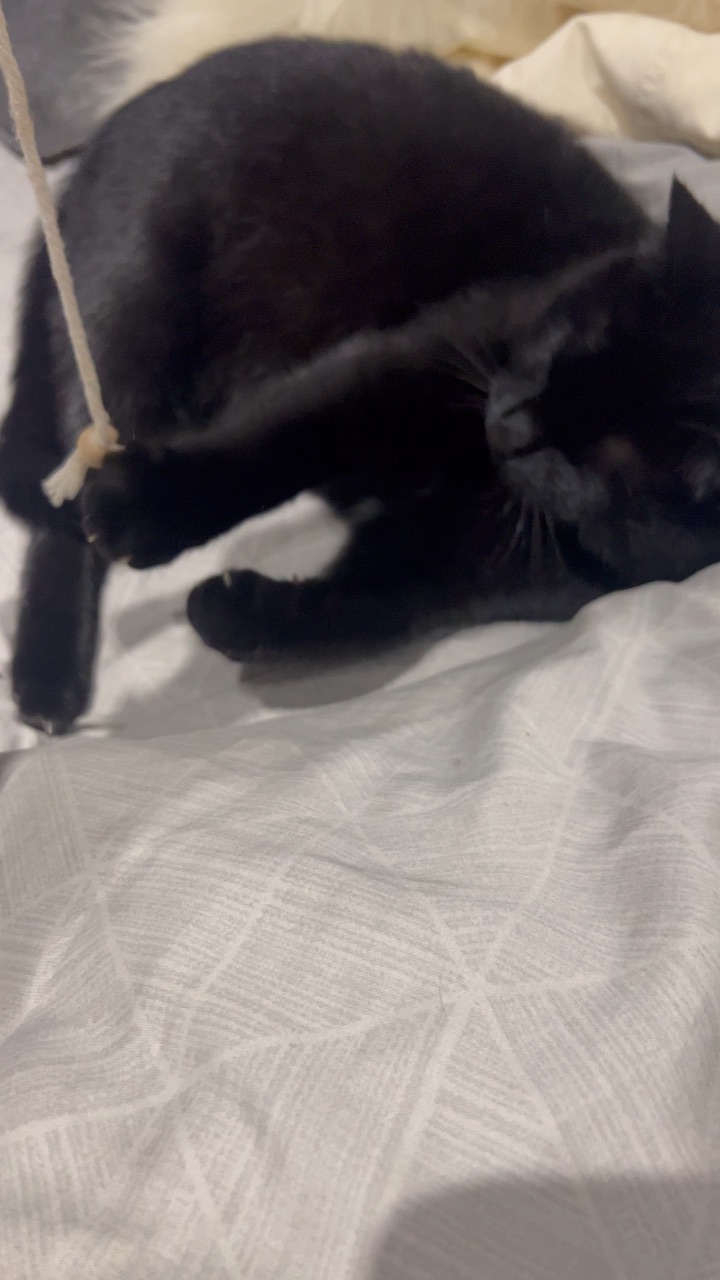 玩下绳子，没有一只小猫可以拒绝🙅绳子