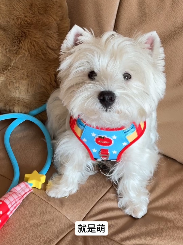 正面看 萌！背面看 萌！🍎