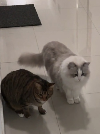 哟西跟小朋友们见面了15