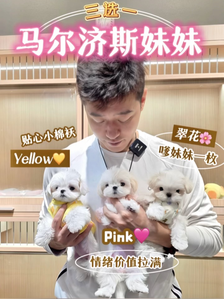 马尔济斯妹妹三选一❗️你pick哪个⁉️