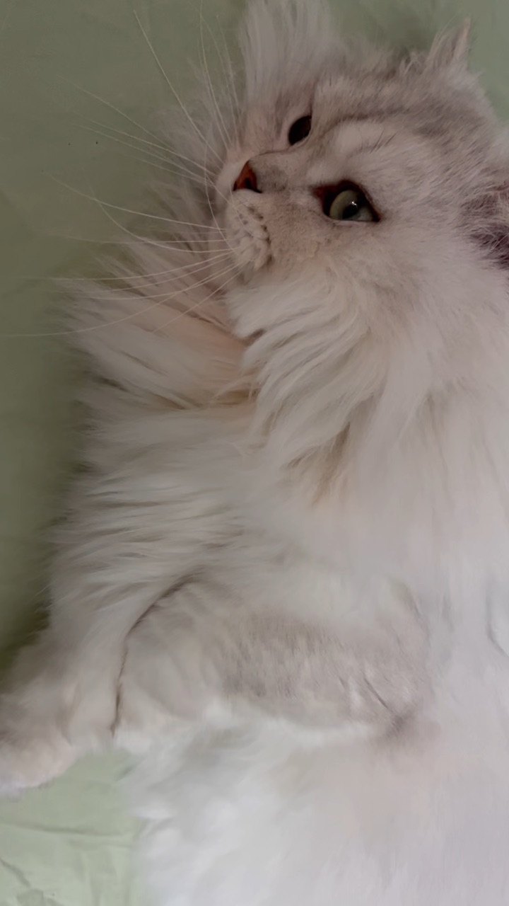 小福宝说我要睡觉，你干嘛老是叫我啊。