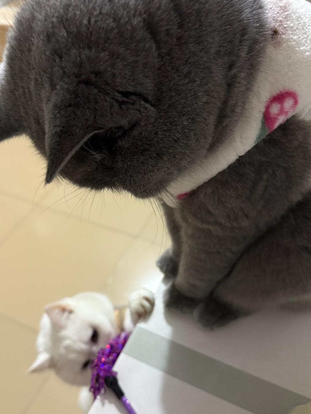 大猪带小猪，可爱加倍🥰