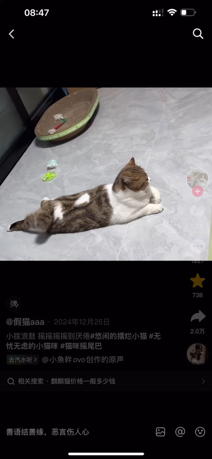 啊哈哈哈哈看到的好可爱的麒麟尾小猫咪，好肥的pp
