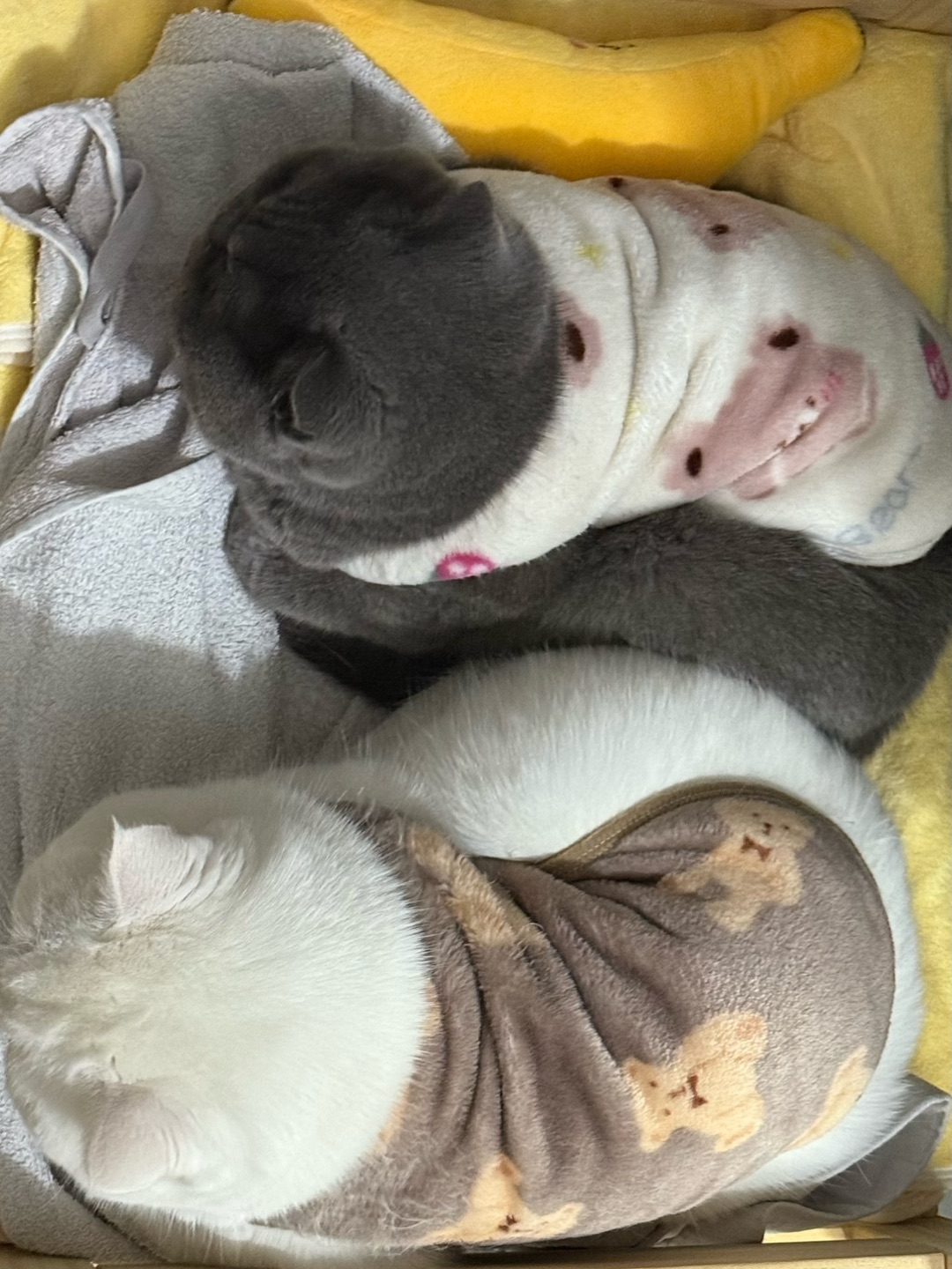 它们什么时候那么要好了🥹