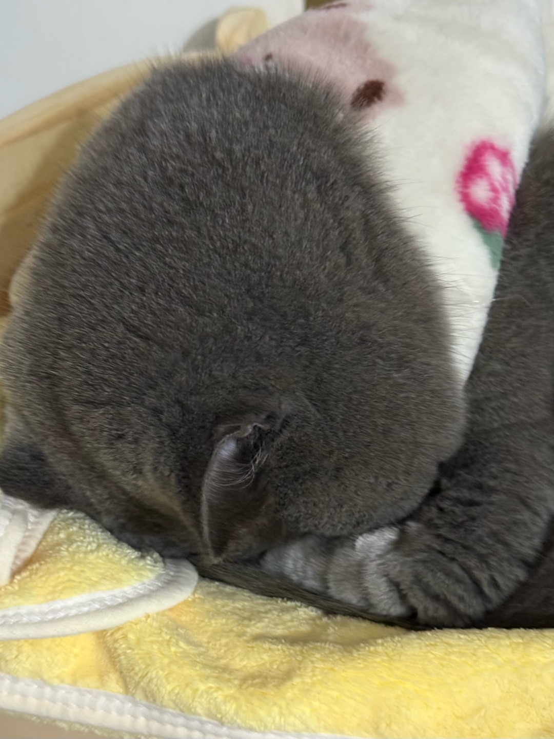 🥐床长出小猪咪