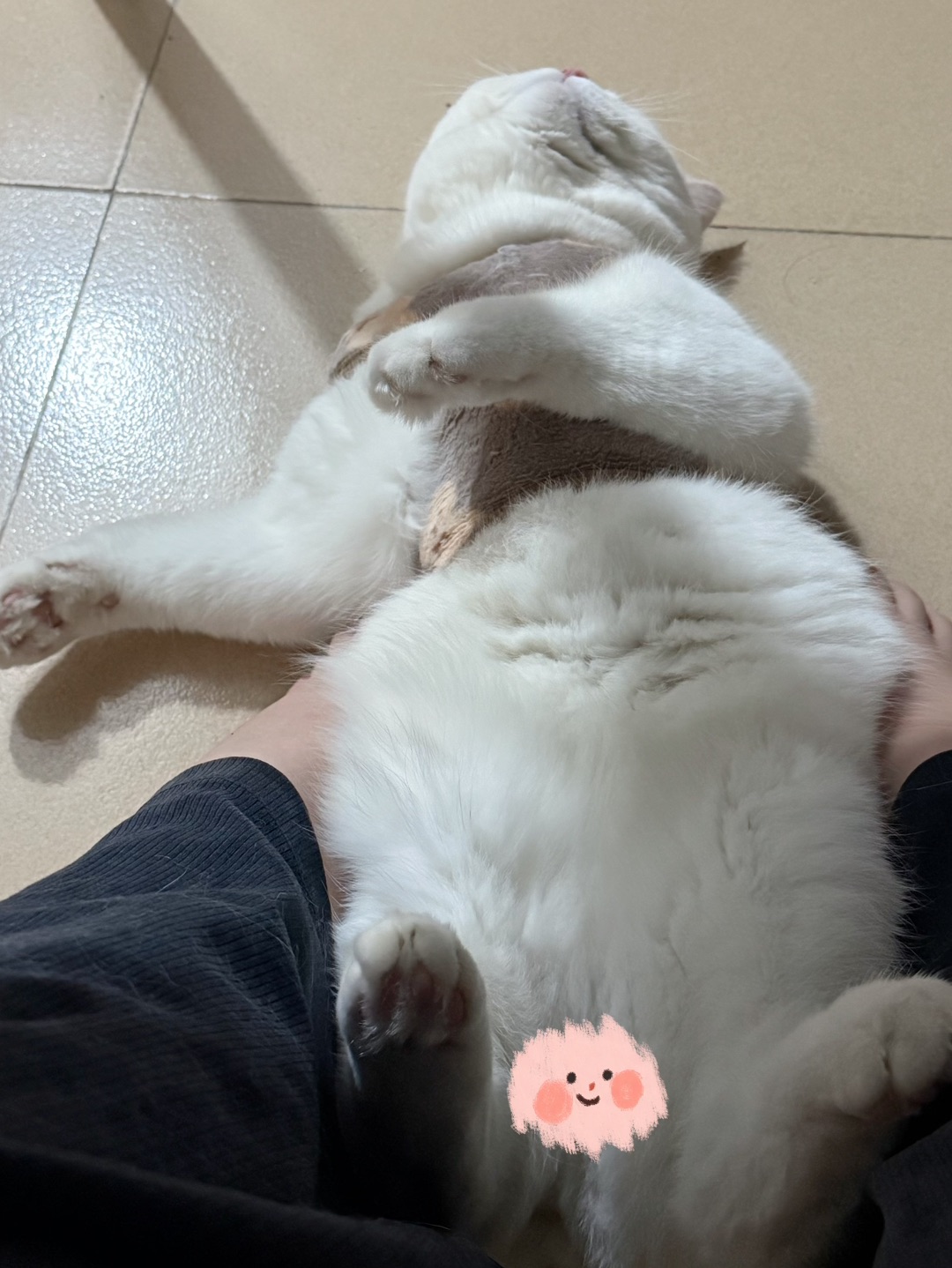 摆烂小猫的快乐日常