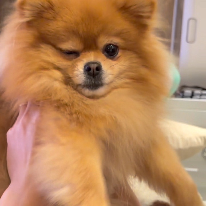 脑瓜子都要摇晕了